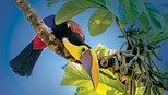 Costa Rica, Panama & Colombia